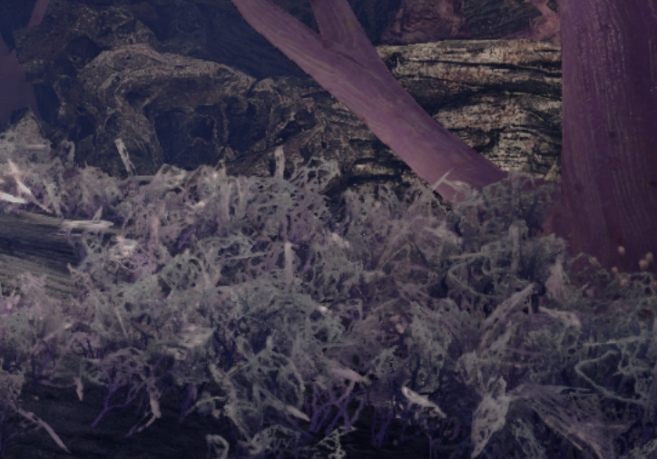 anthelia_cespitularia